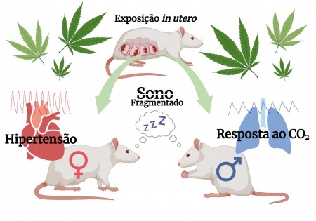 Machos e fêmeas tiveram diferentes desfechos cardiorrespiratórios e no sono depois de terem sido expostos a canabinoide sintético no útero (ilustração: Luis Gustavo Patrone/Unesp)