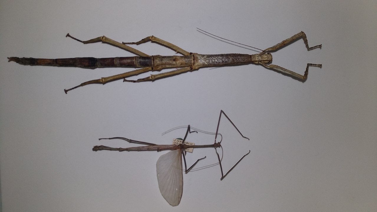 Casal de Cladomorphus phyllinus, destacando o grande dimorfismo sexual