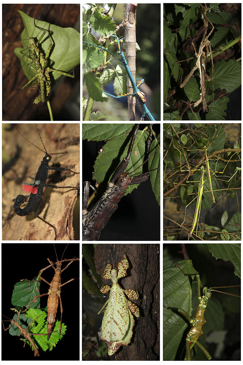 Diferentes espécies da ordem Phasmatodea. 