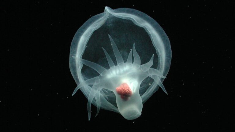 Cientistas norte-americanos descobrem lesma marinha brilhante no fundo do mar do Pacífico