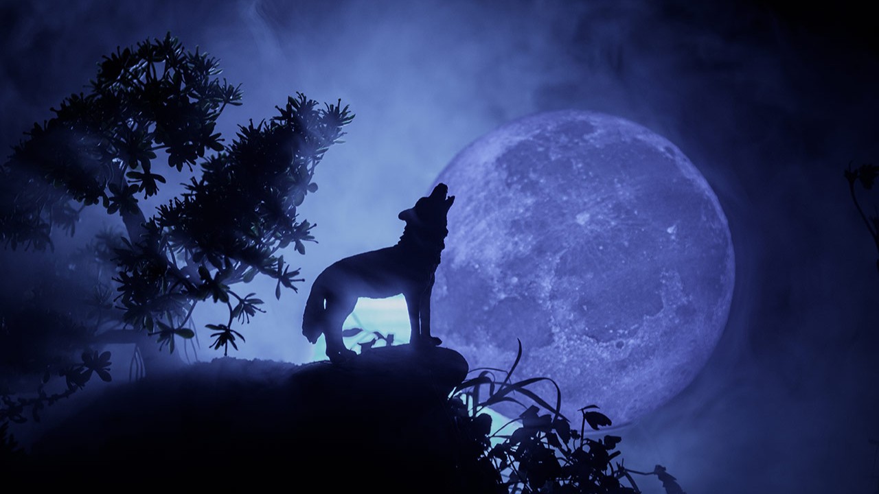 Será que os lobos uivam mesmo para a Lua ou é uma coincidência?