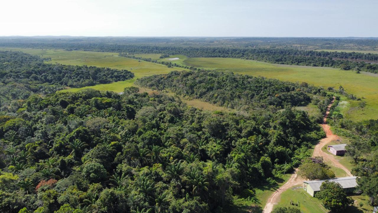 Cientistas avaliam como répteis e anfíbios lidam com mudança climática em ilha de Roraima