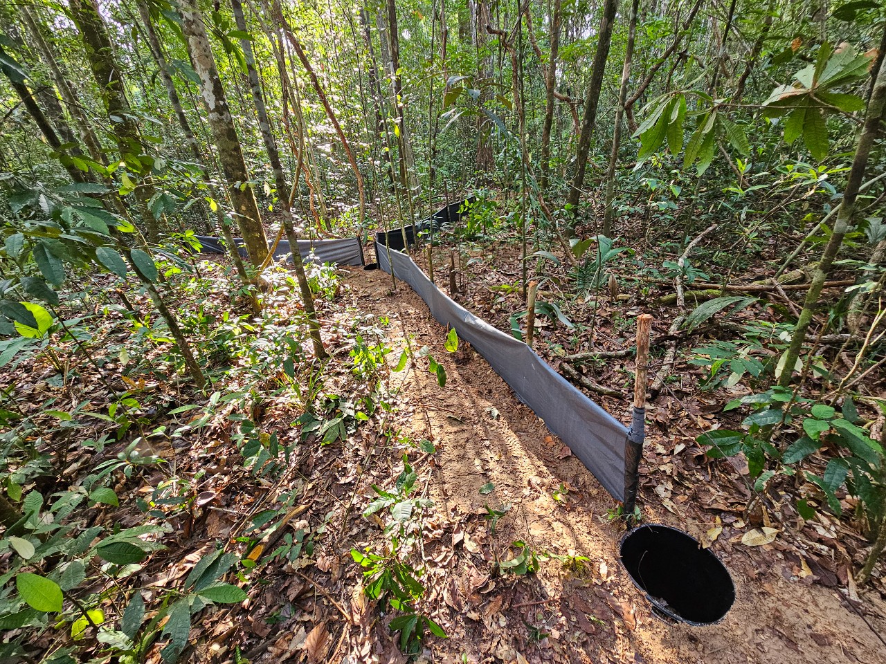 Armadilhas de interceptação e queda. Método de coleta passiva consiste em interligar quatro baldes com lonas em formato de “Y”, realizando a revisão diária para coletar anfíbios e répteis (foto: Jordana Ferreira/Inpa)