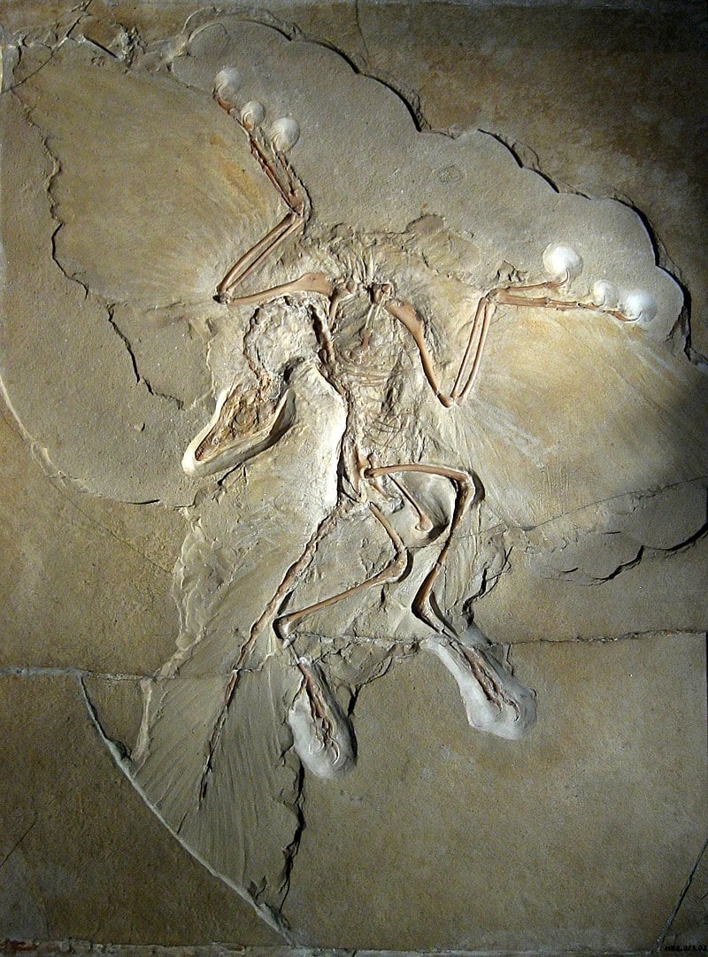 Imagem do fóssil de um Archaeopteryx lithographica