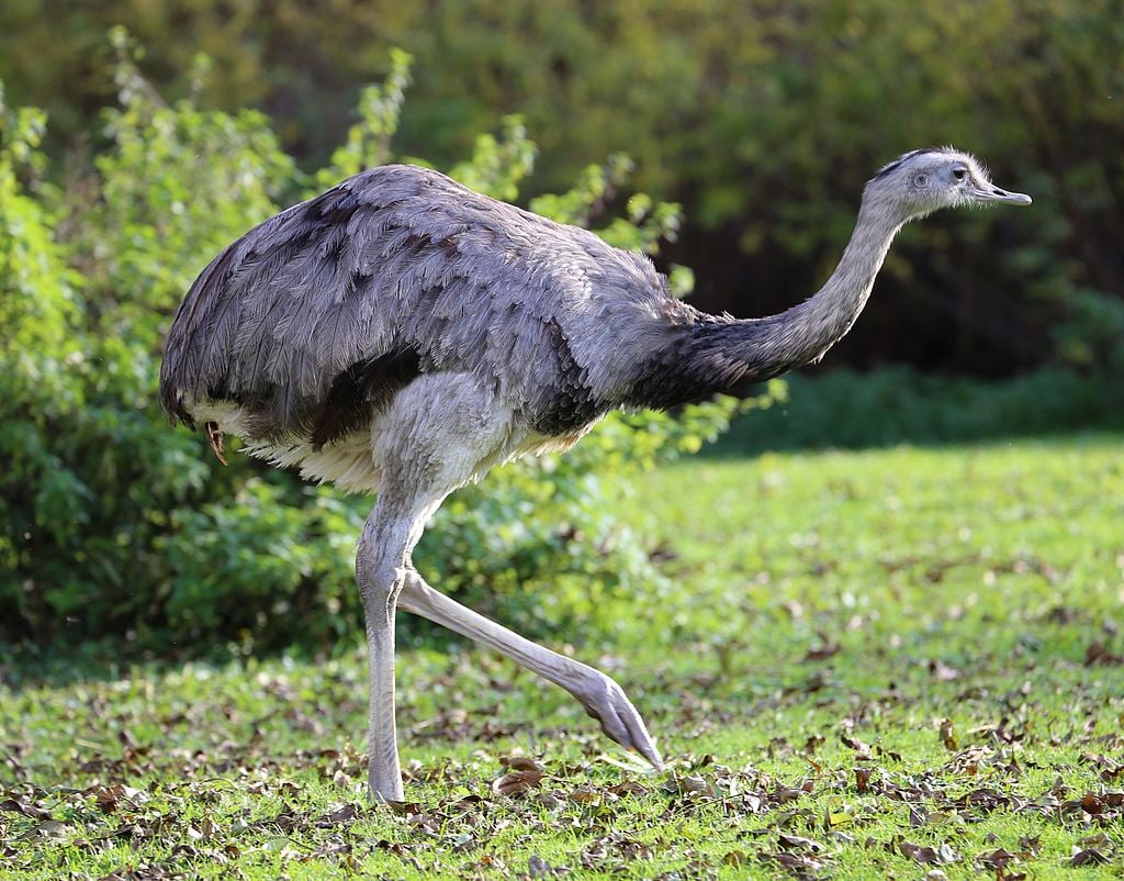 Já percebeu o quanto a ema lembra um dinossauro?