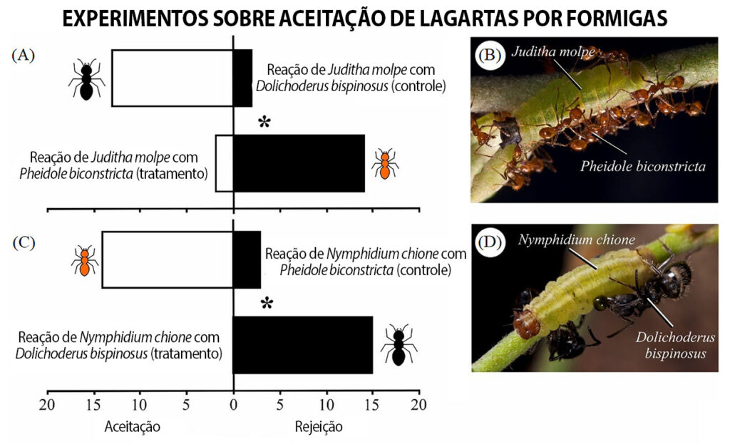 O estudo observou alto grau de aceitação entre formigas e lagartas associadas e alto grau de rejeição entre formigas e lagartas não associadas – Fotos de © H. Soares Júnior (B, D), reproduzidas do artigo 