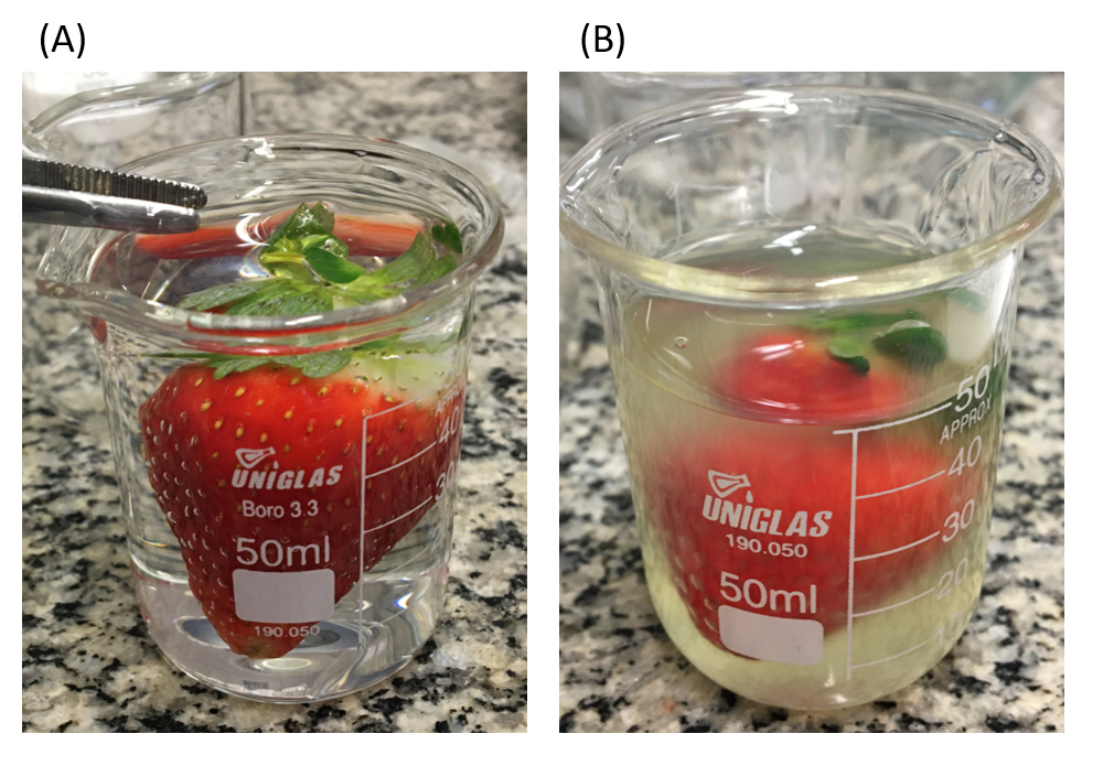 Biofilme comestível à base de extrato da casca de romã aumenta vida útil de morangos