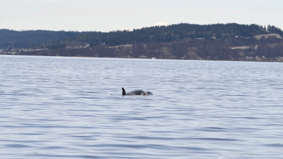 orca carrega filhote morto