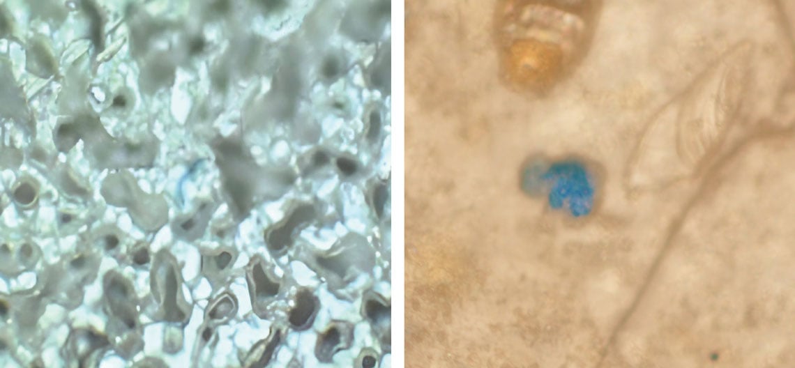 Imagem de microscopia de partícula de microplástico (azul) no pulmão (à esq.) e no tecido cerebral (à dir.)