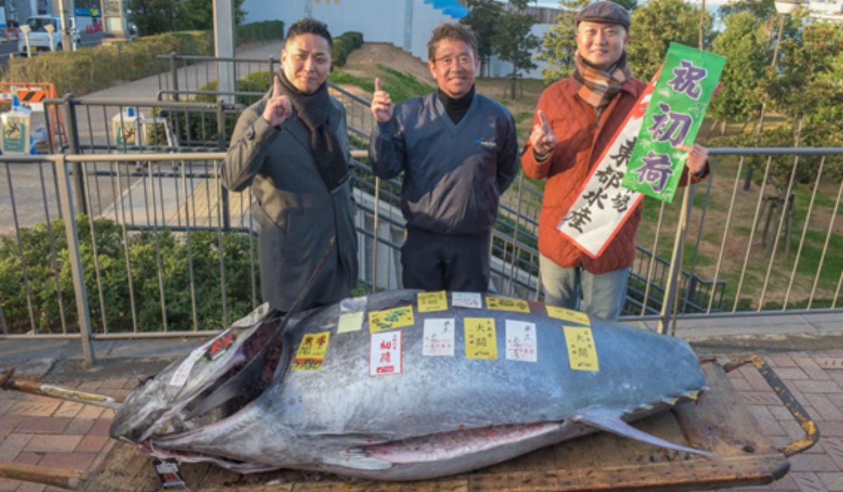 Japão leiloa atum gigante ameaçado de extinção por mais de R$ 8 milhões