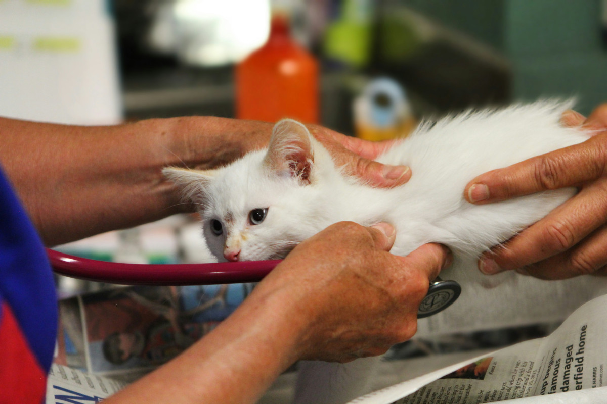 Saiba o que fazer (e não fazer) se o seu pet for picado por um animal peçonhento e como prevenir