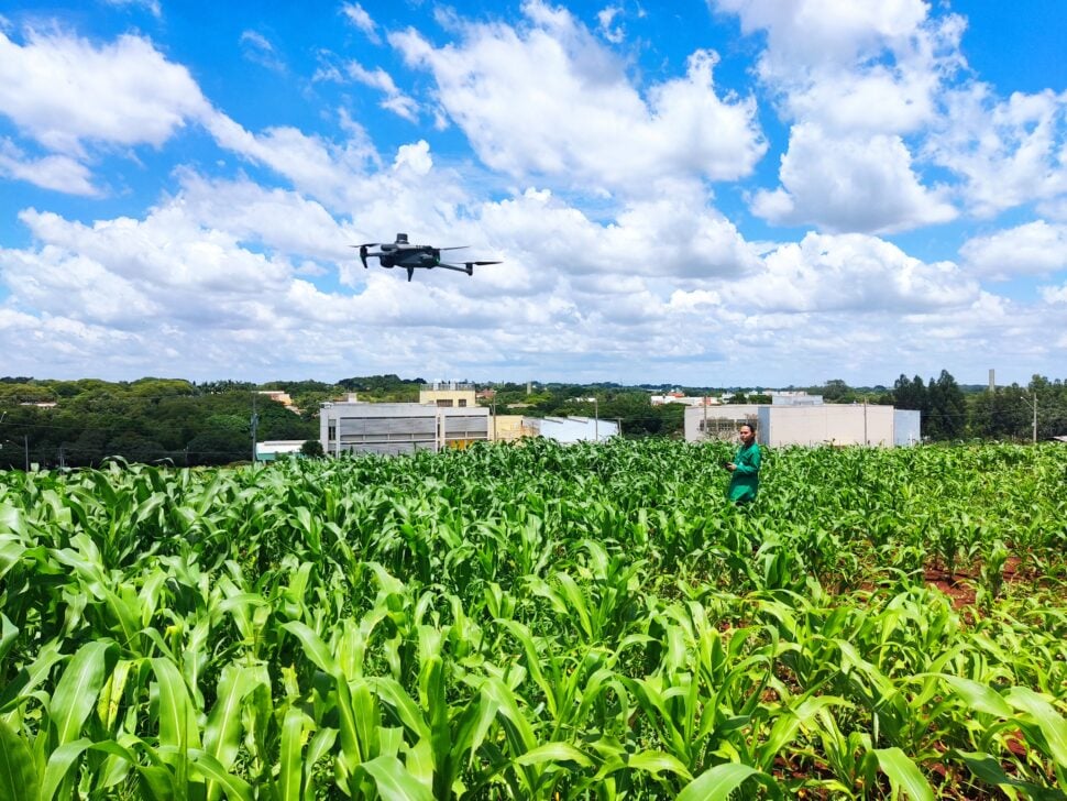 Método usa drone e câmera de baixo custo para selecionar plantas tolerantes à seca