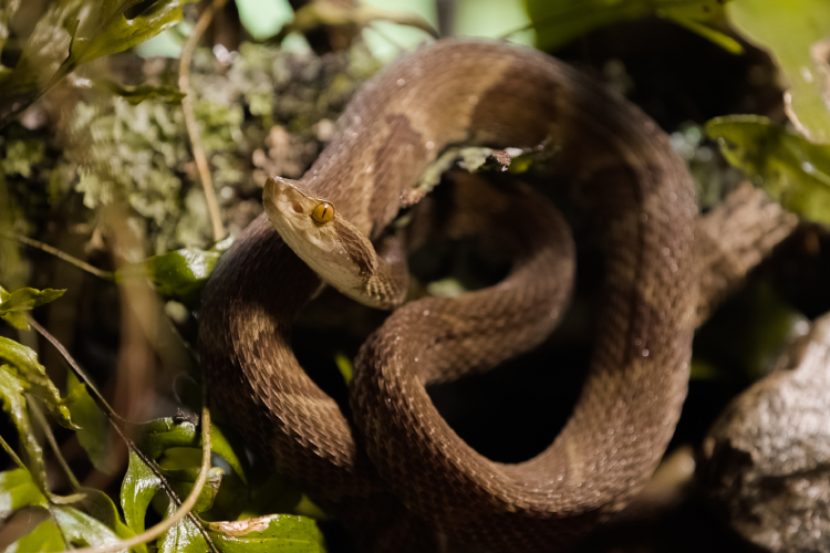 A jararaca é a serpente responsável pela maioria dos acidentes ofídicos no Brasil (Foto: Mateus Serrer)