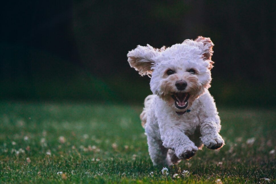 Por que os cães andam em círculos sem motivo? Entenda aqui