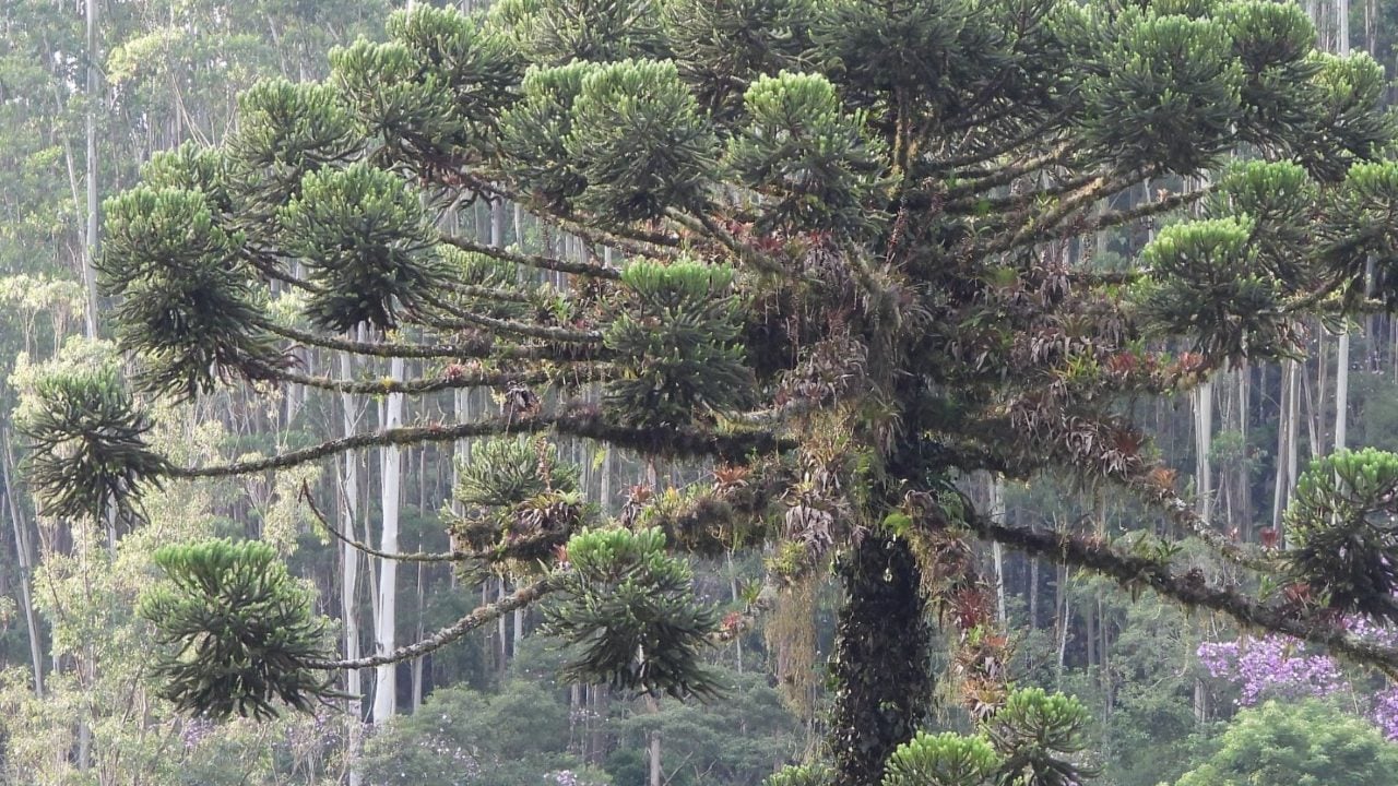 Como estas árvores viajam entre Amazônia e Mata Atlântica?