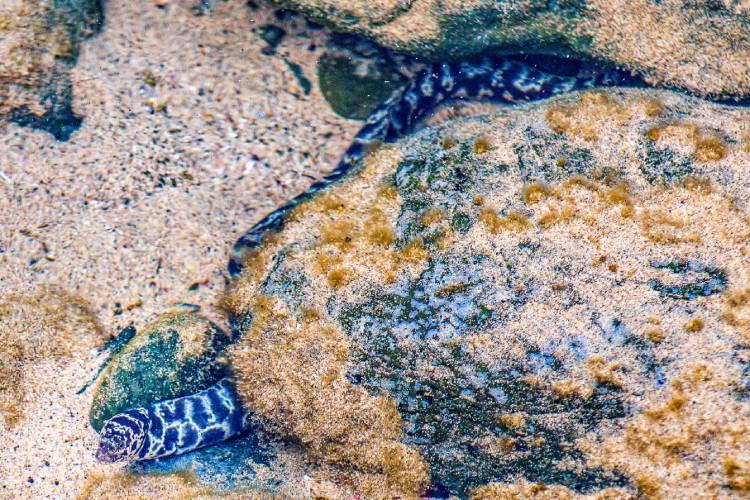 Comum em águas mais rasas do Oceano Atlântico, a moreia-listrada pode ser encontrada na região de Fernando de Noronha (PE)