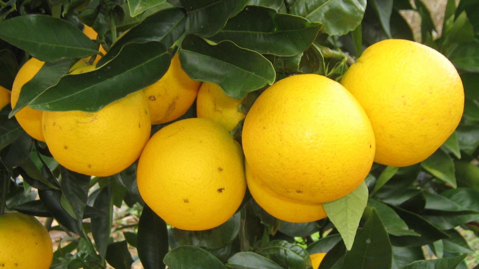 Apesar de medidas de combate, doença que afeta produção de laranja ainda circula em São Paulo após 50 anos