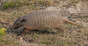 Roedores do Pantanal usam como abrigo temporário buracos escavados por tatus