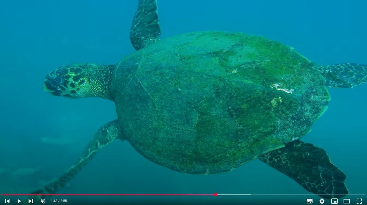 Vídeos apresentam a biodiversidade marinha em 30 segundos